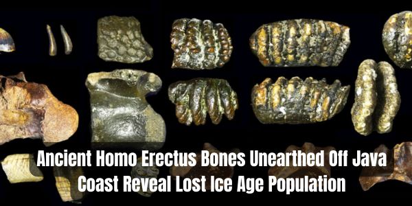 TIT HOME PAGE 15 Ancient Homo Erectus Bones Unearthed Off Java Coast Reveal Lost Ice Age Population
