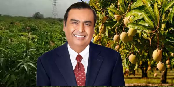 Reliance’s Jamnagar Mango Orchard: Asia’s Largest Earns Millions