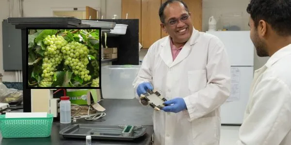 Biodegradable Packaging from Grapevine Canes: SDSU Turns Vineyard Waste into Eco-Friendly Plastic Alternative