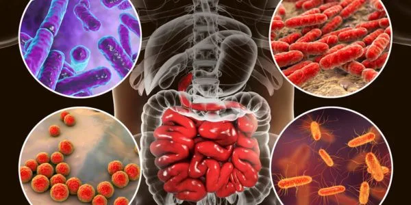 Gut Health and Immunity: How Your Digestive System Protects You from Diseases