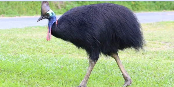 Cassowary Bird: Facts, Habitat, and Why It’s Called the World’s Most Dangerous Bird