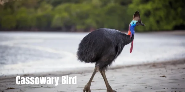 Cassowary Bird: Facts, Habitat, and Why It’s Called the World’s Most Dangerous Bird