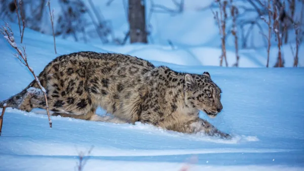 Snow Leopards in Danger: Climate Change Threatens Central Asia’s “Ghosts of the Mountains”