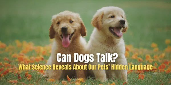 Can Dogs Talk? Scientists Explore the Real Possibilities