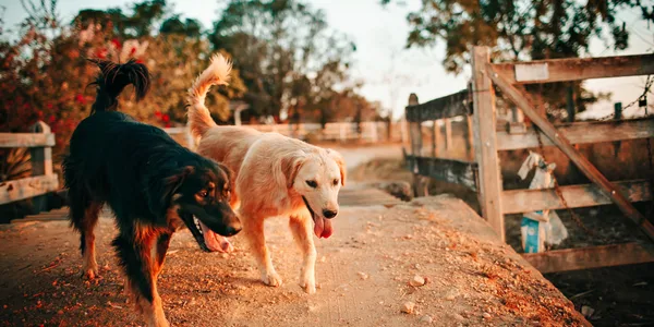 Can Dogs Talk? Scientists Explore the Real Possibilities