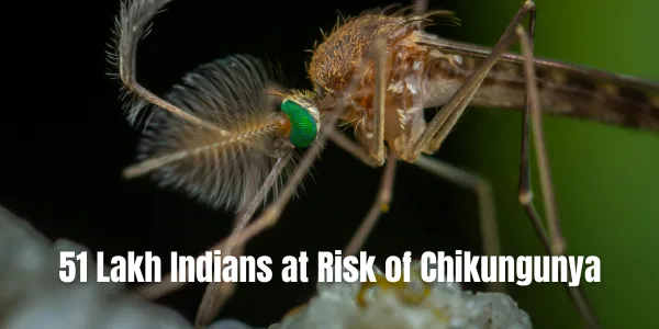 51 Lakh Indians at Risk of Chikungunya Every Year: Global Study Warns of Expanding Mosquito Threat