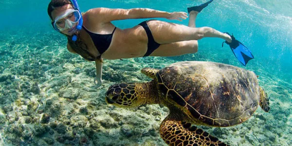 Green Sea Turtle Recovery: From Endangered to Least Concern, a Global Conservation Triumph