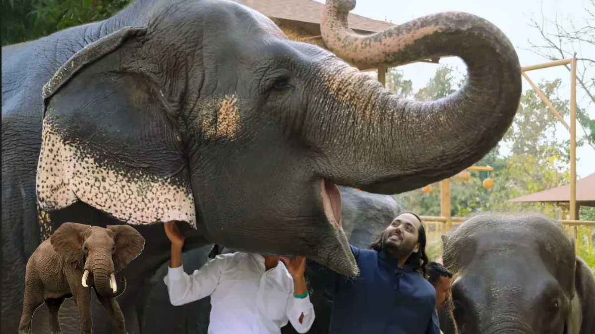 CITES Withdraws Import Restriction on India After On-Site Review of Anant Ambani’s Vantara Zoo