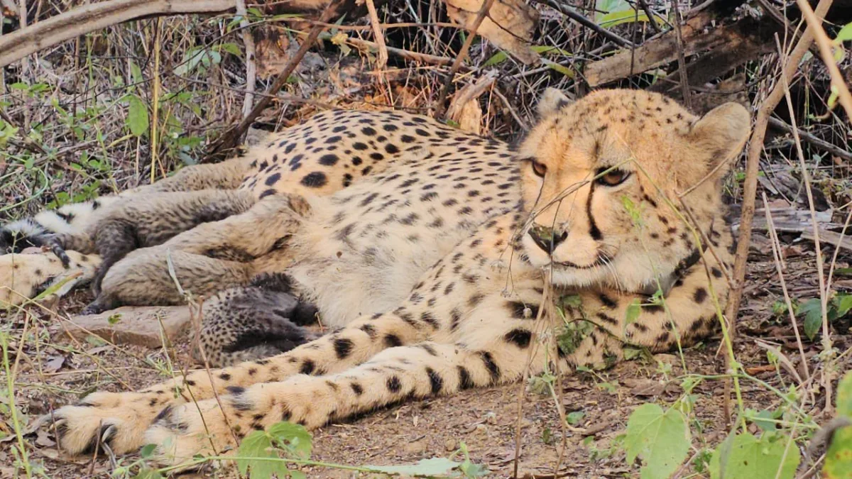 Historic Birth at Kuno: Indian-Born Cheetah Mukhi Delivers 5 Cubs