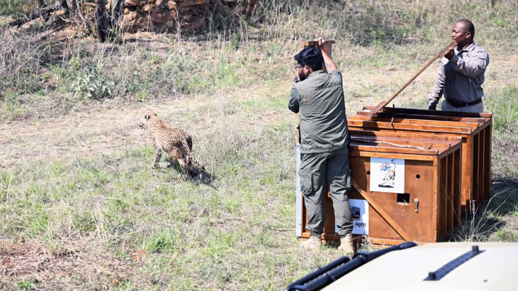 Botswana Gifts 8 Cheetahs to India as ‘Project Cheetah India’ Enters New Phase