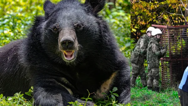 Japan Deploys Troops to Tackle Deadly Bear Attacks Crisis