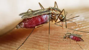 TheInterviewTimes.com Home Page 17 World Malaria Report 2025: WHO Warns Progress Stalling as Drug Resistance Surges